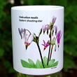 mug DS-088 Dodecatheon meadia 7169b